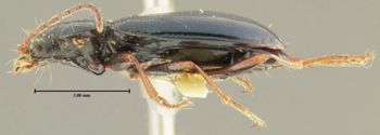 Media type: image;   Entomology 16287 Aspect: habitus lateral view